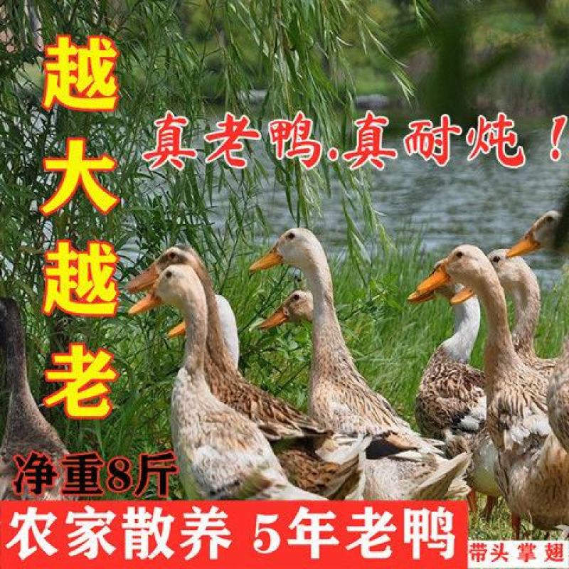 【5年老鸭】散养老鸭子土鸭水鸭麻鸭新鲜鸭子整只老鸭现杀