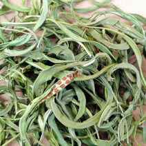 化石草大叶子，肾精茶，小叶化石草，一手货源，货源充足