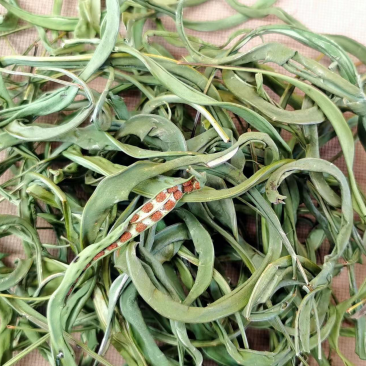 化石草大叶子，肾精茶，小叶化石草，一手货源，货源充足