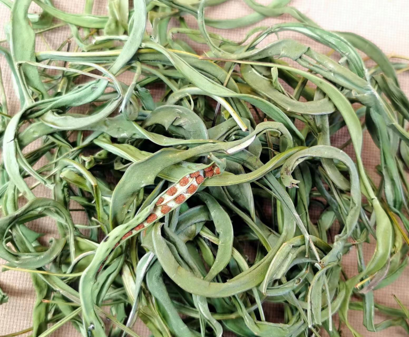 化石草大叶子，肾精茶，小叶化石草，一手货源，货源充足