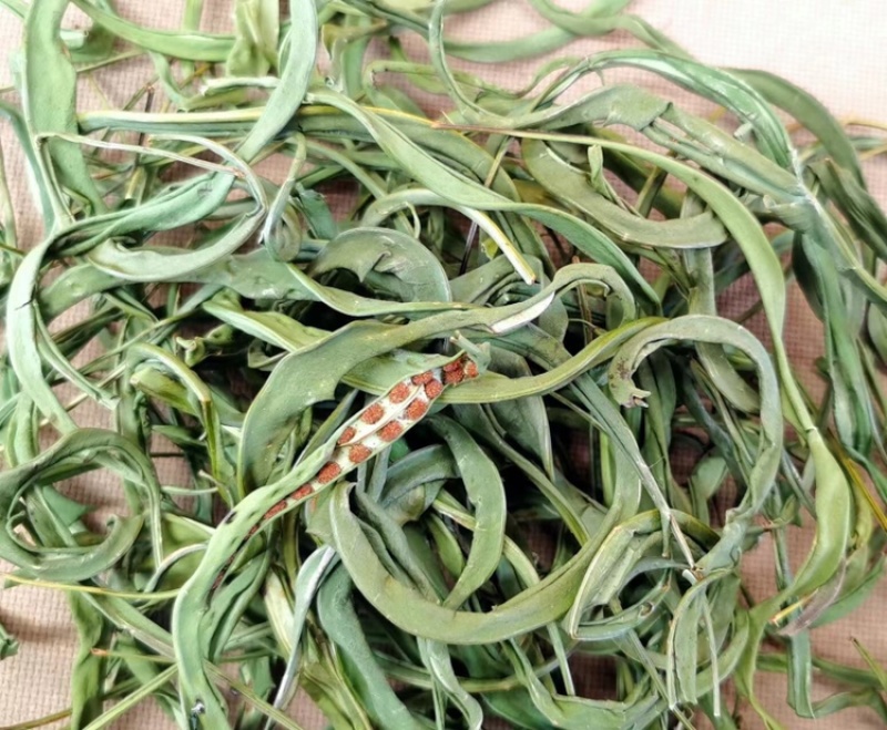 化石草大叶子，肾精茶，小叶化石草，一手货源，货源充足