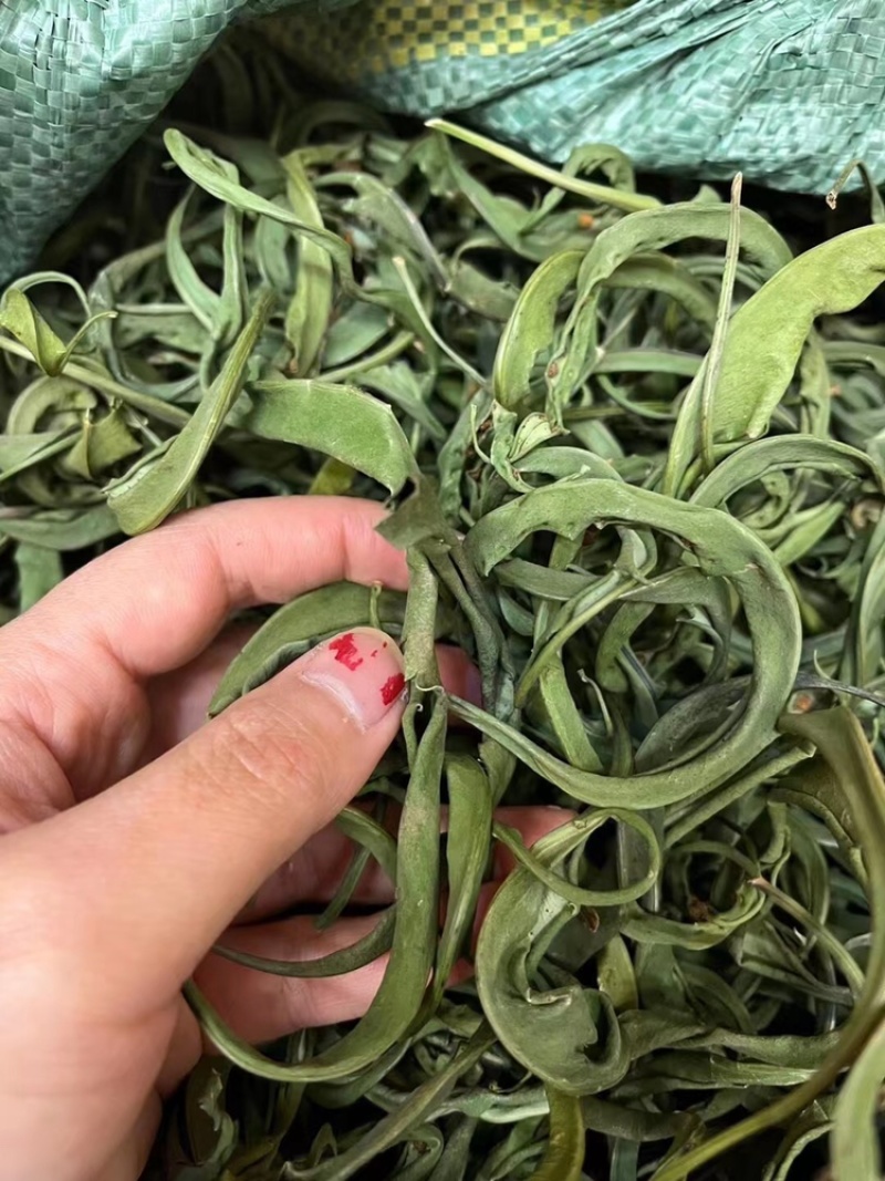 化石草大叶子，肾精茶，小叶化石草，一手货源，货源充足
