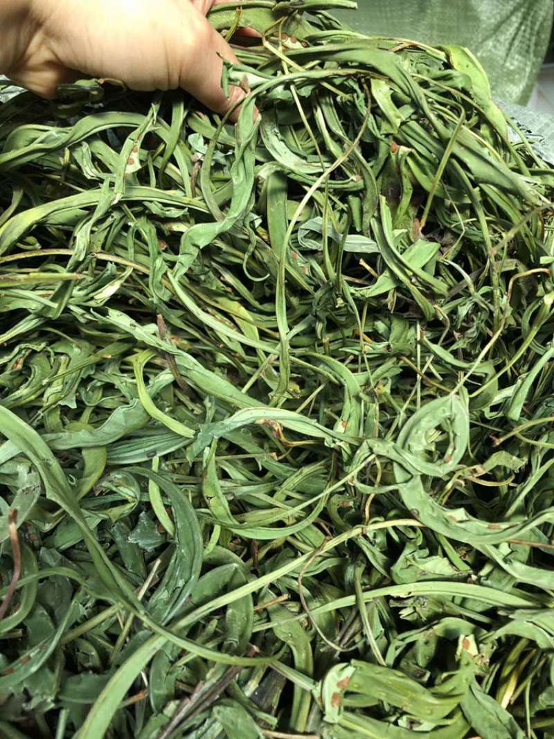 化石草大叶子，肾精茶，小叶化石草，一手货源，货源充足