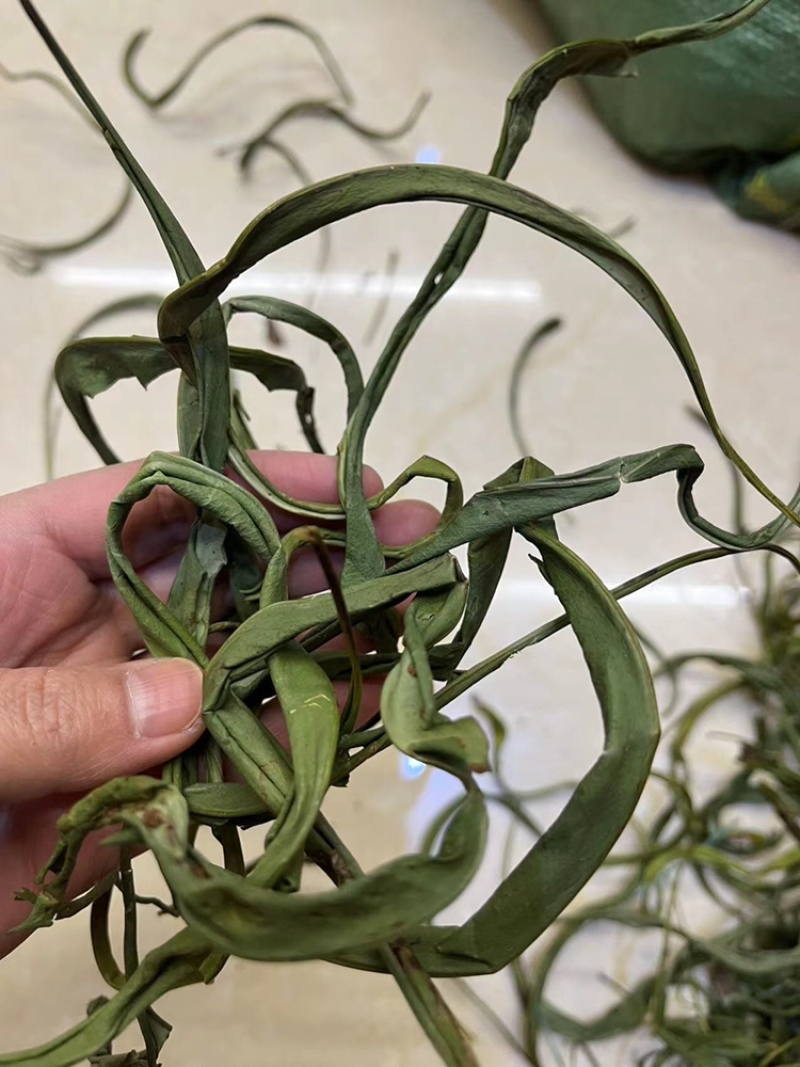 化石草大叶子，肾精茶，小叶化石草，一手货源，货源充足