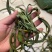 化石草大叶子，肾精茶，小叶化石草，一手货源，货源充足
