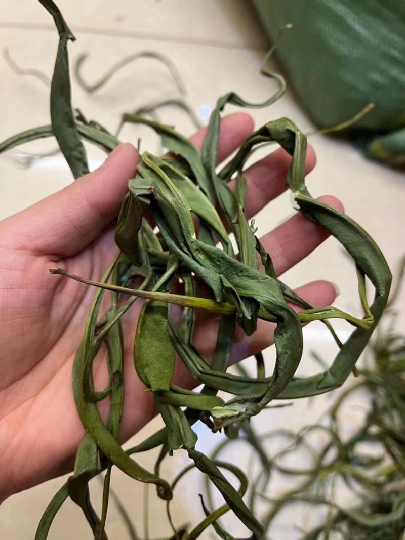 化石草大叶子，肾精茶，小叶化石草，一手货源，货源充足