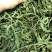 化石草大叶子，肾精茶，小叶化石草，一手货源，货源充足