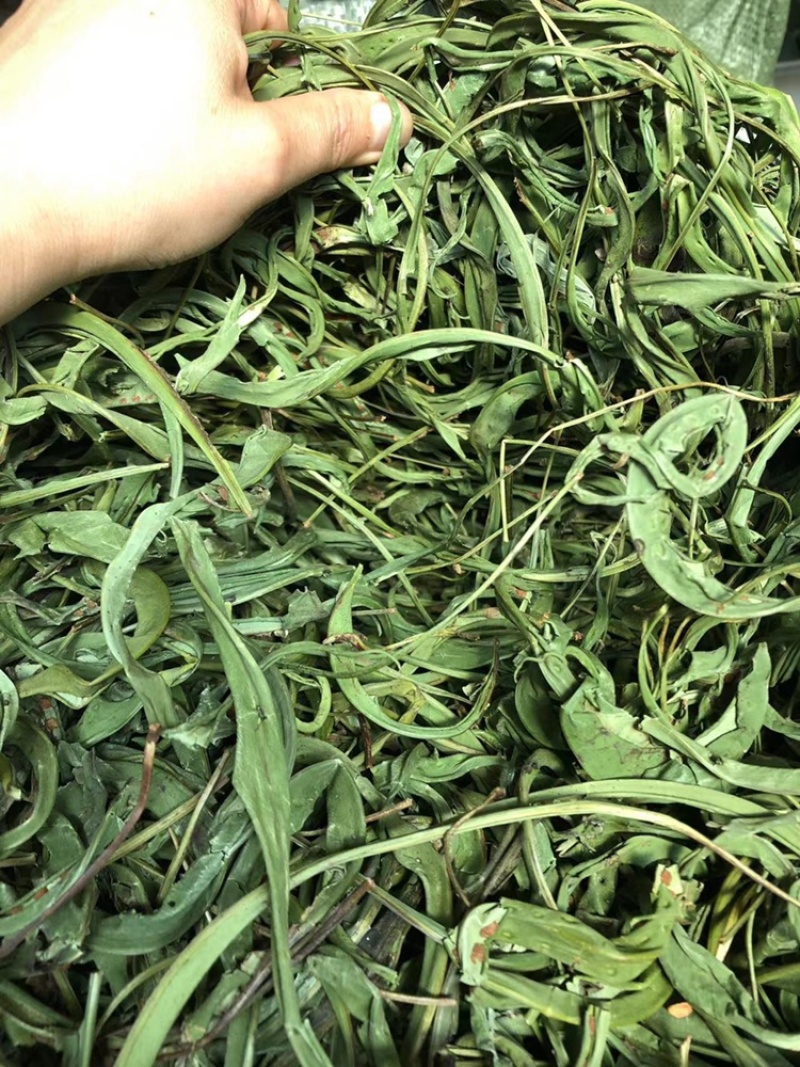 化石草大叶子，肾精茶，小叶化石草，一手货源，货源充足