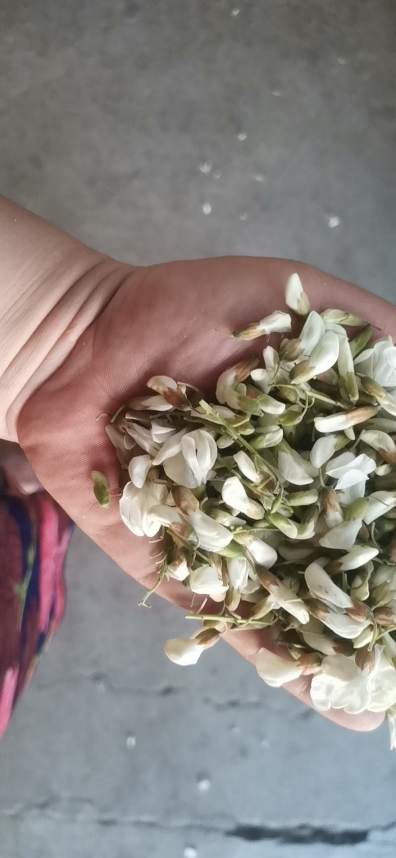 洋槐花