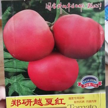 郑研越夏红西红柿种子2000粒，耐热硬肉越夏栽培