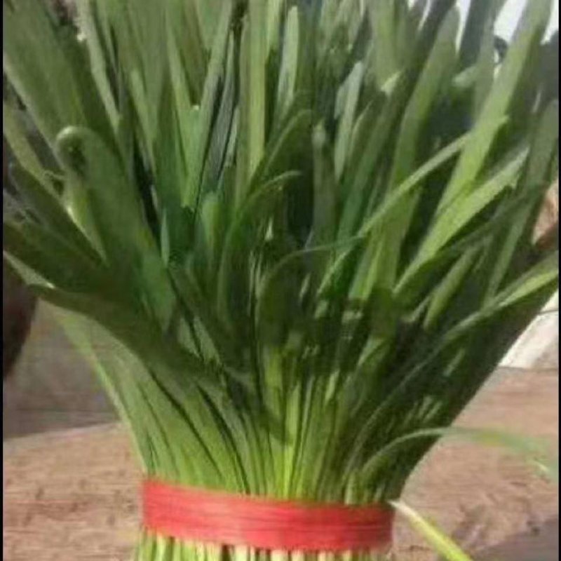 韭菜需要的联系我