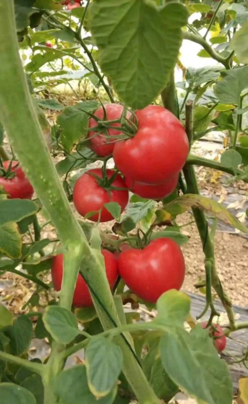 郑研越夏红西红柿种子2000粒，耐热硬肉越夏栽培