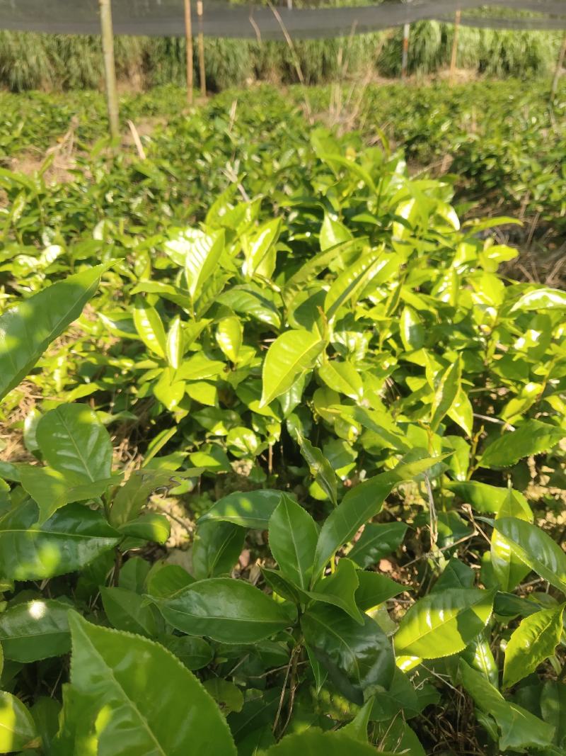 甜茶树苗