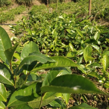 甜茶树苗