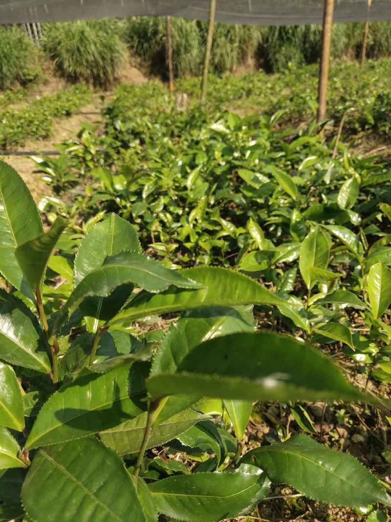 甜茶树苗