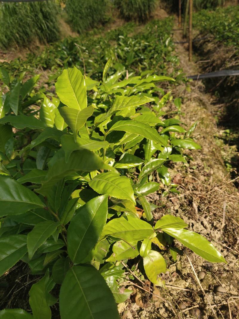 甜茶树苗