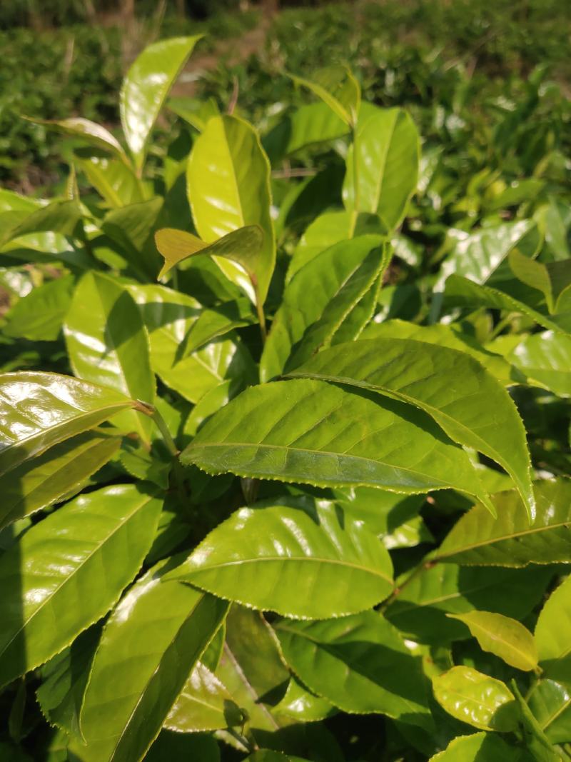 甜茶树苗