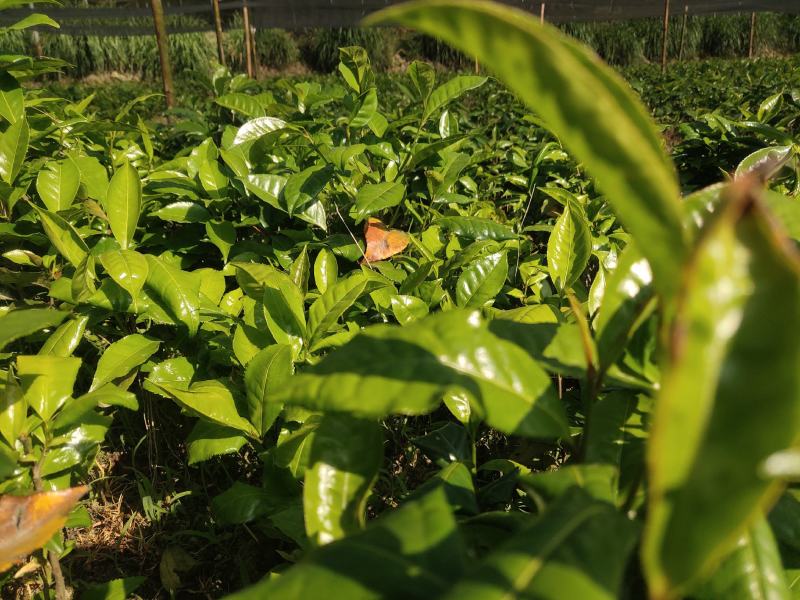 甜茶树苗