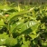 甜茶树苗