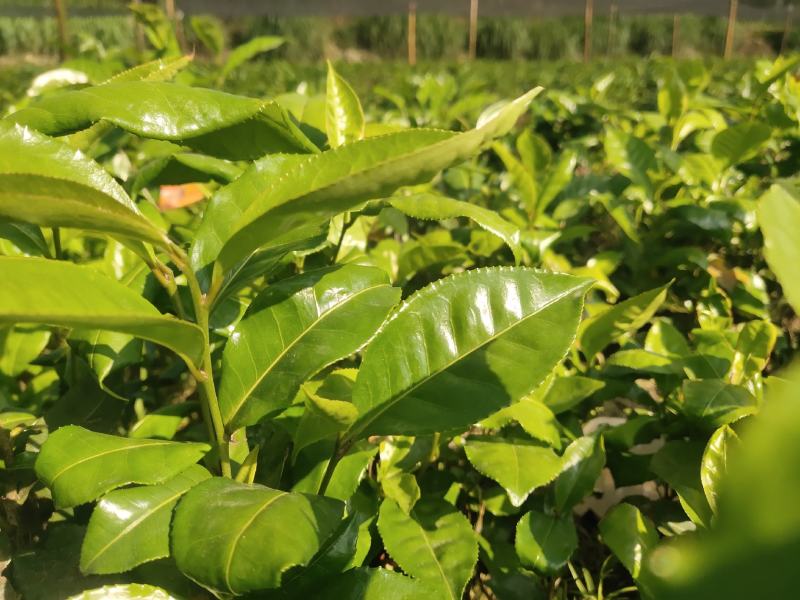 甜茶树苗