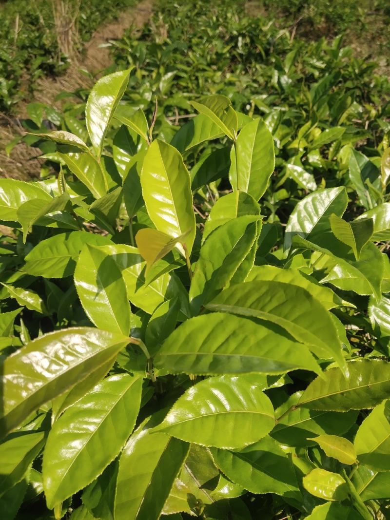 甜茶树苗