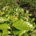甜茶树苗