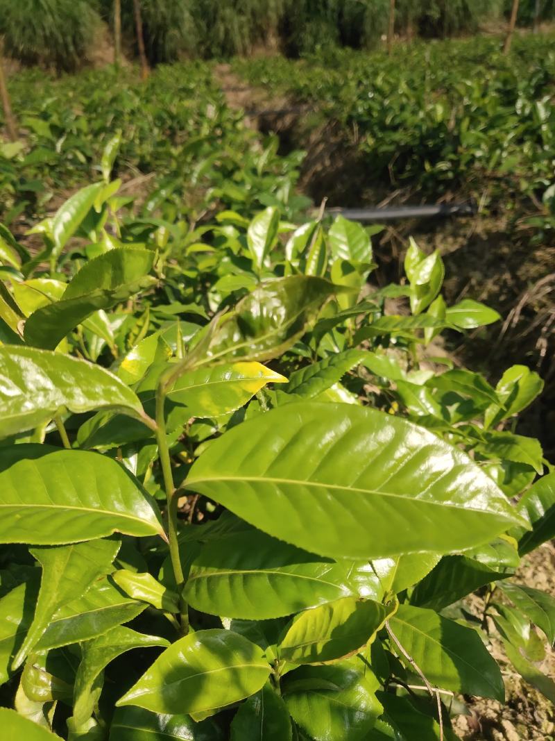 甜茶树苗