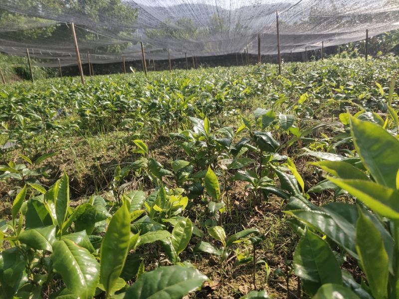 甜茶树苗