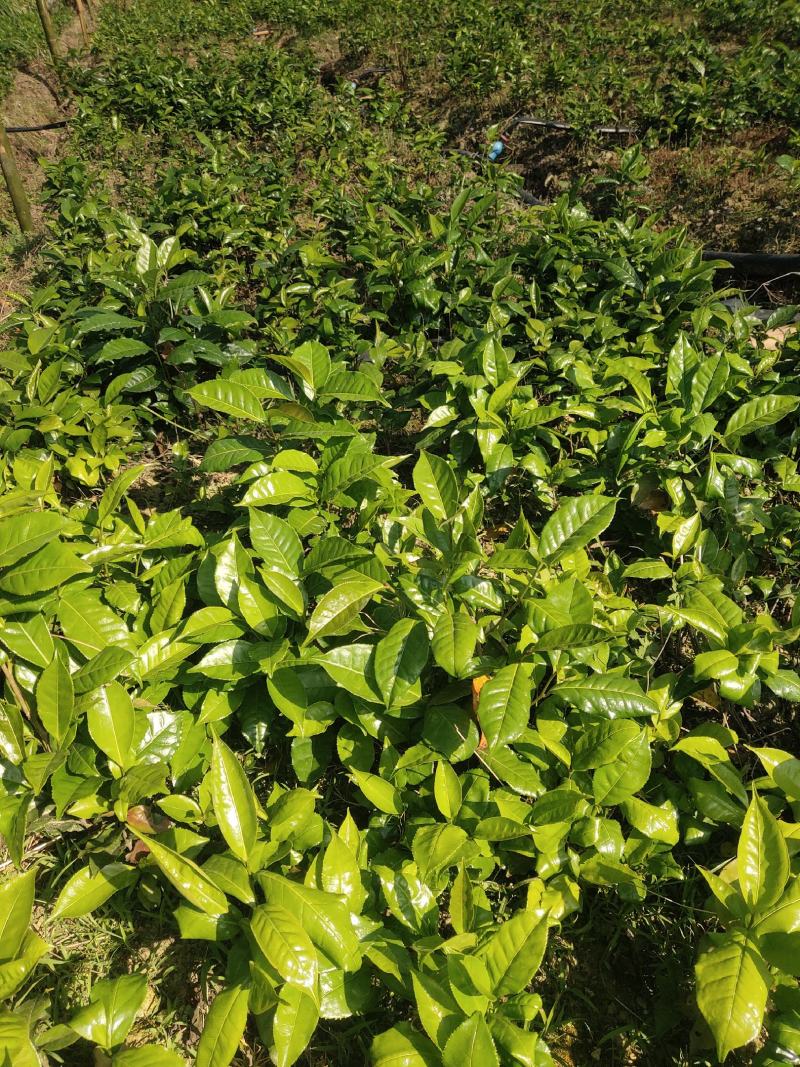 甜茶树苗
