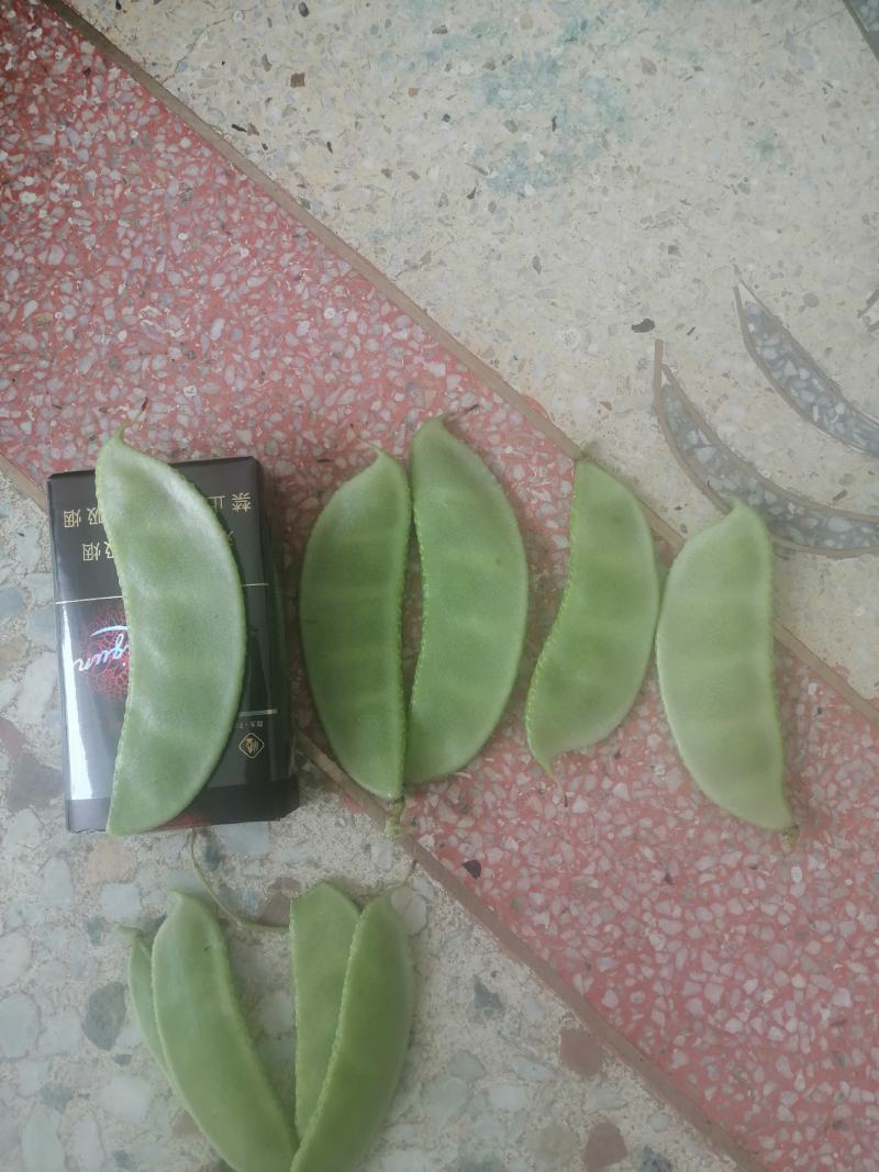 白扁豆，三山扁豆，大量上市，质量优良，对接全国客商