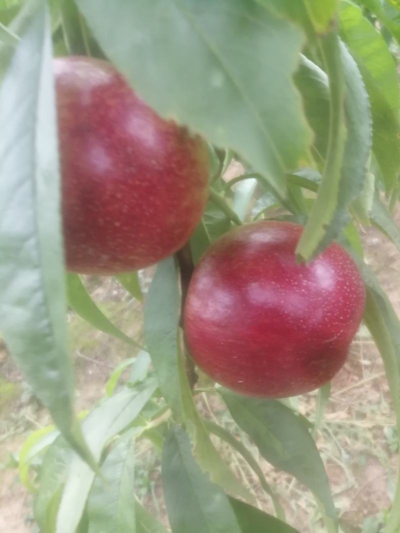 自产自销，油桃，毛桃，无中间商