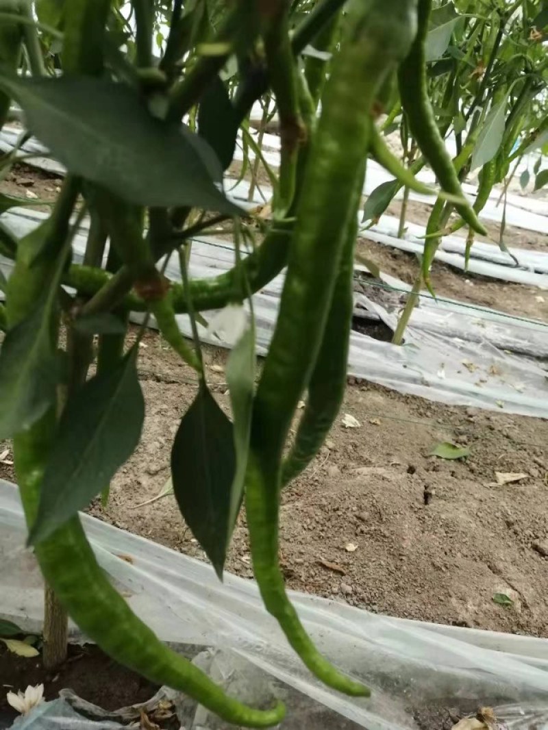 薄皮辣椒产地直销视频看货一手货源质量保证欢迎电话联系