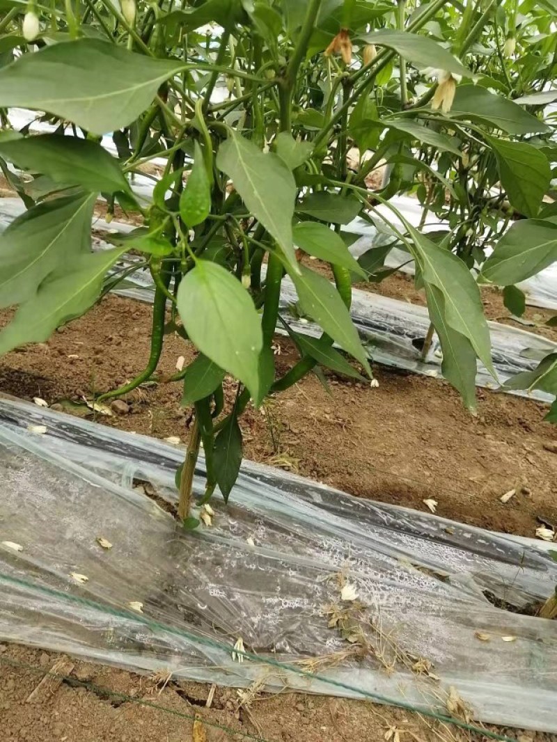 薄皮辣椒产地直销视频看货一手货源质量保证欢迎电话联系