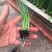蒜苗，本公司常年出售各种各样蔬菜苗，欢迎全国各地询问与采