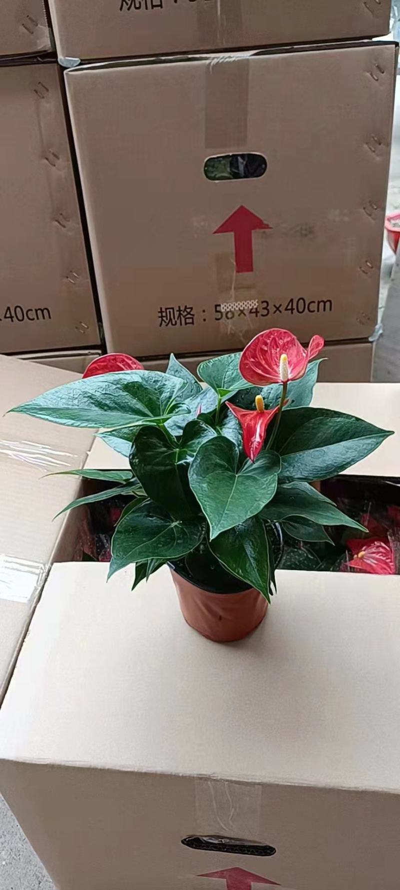 红掌