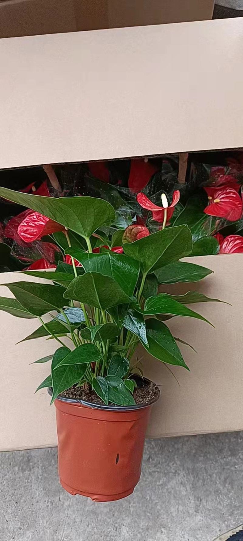 红掌