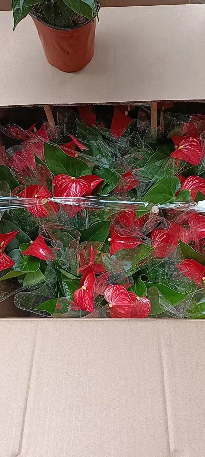 红掌