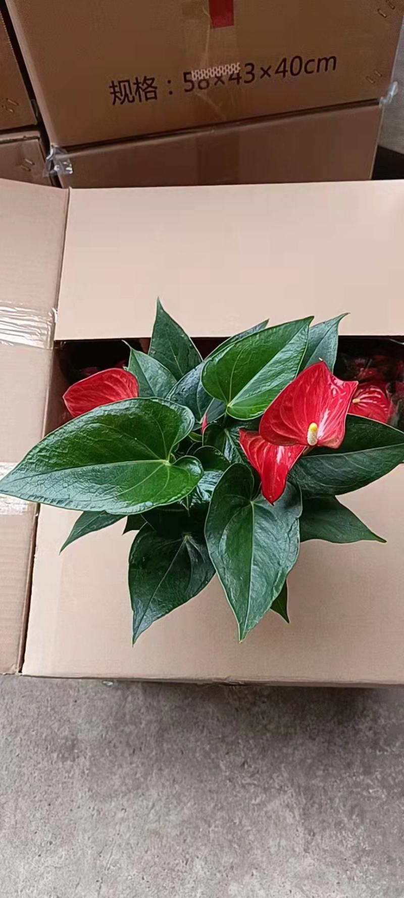 红掌