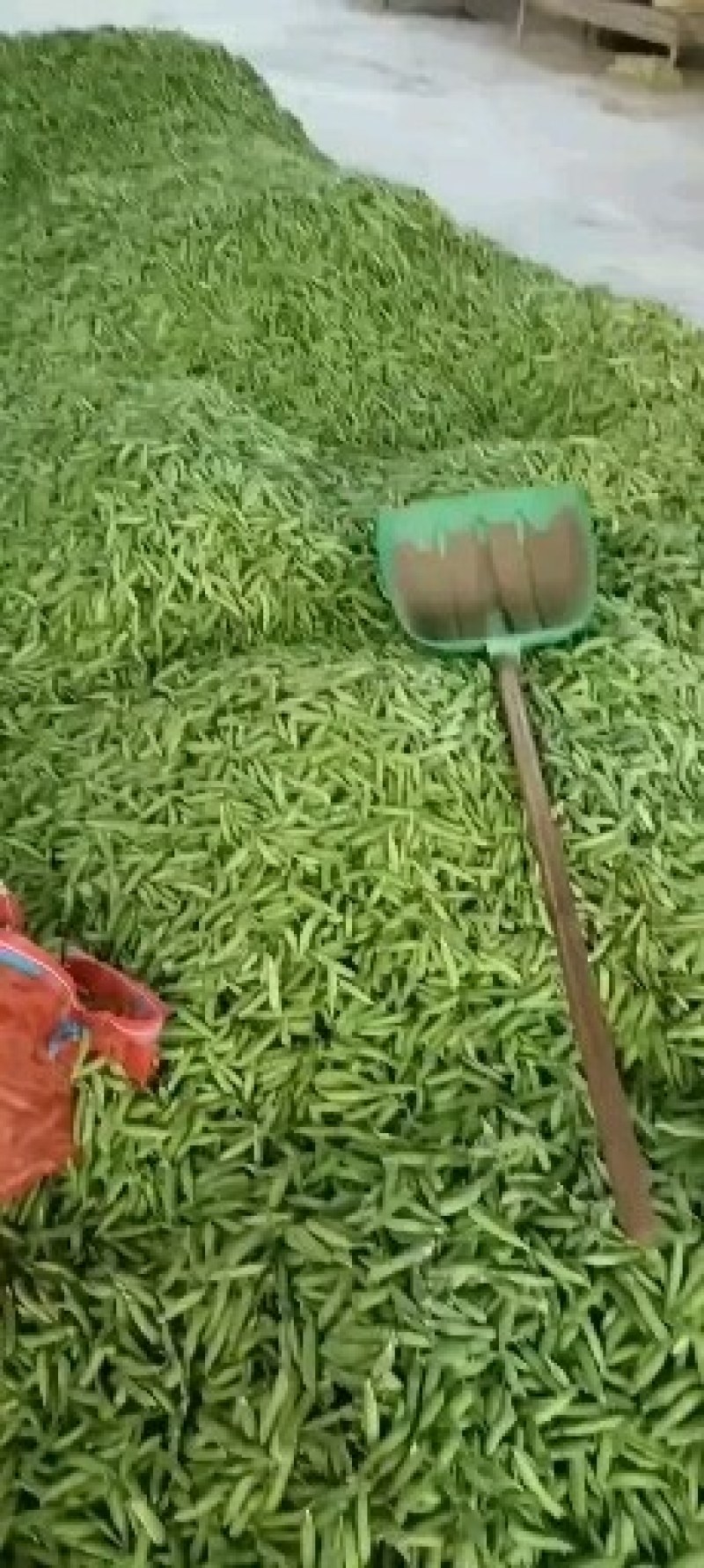 豌豆角盛产基地，诚信代发，欢迎全国各地老板，合作共赢，