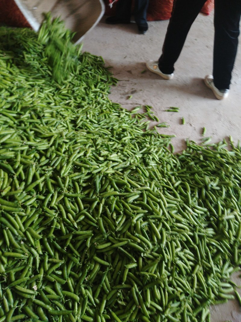 豌豆角盛产基地，诚信代发，欢迎全国各地老板，合作共赢，