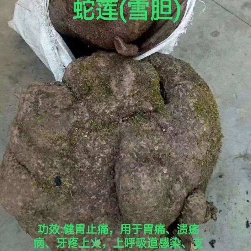 蛇莲又名雪胆鲜货产地直供地摊展会硬货量大从优
