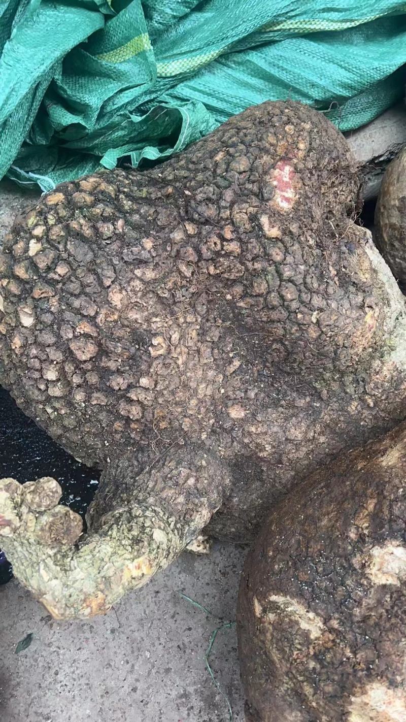 蛇莲又名雪胆鲜货产地直供地摊展会硬货量大从优