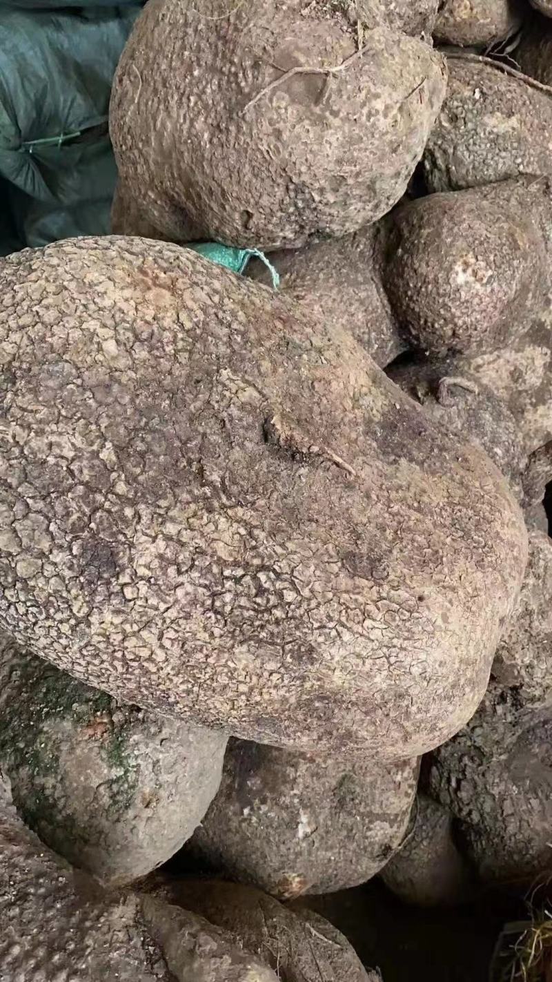 蛇莲又名雪胆鲜货产地直供地摊展会硬货量大从优
