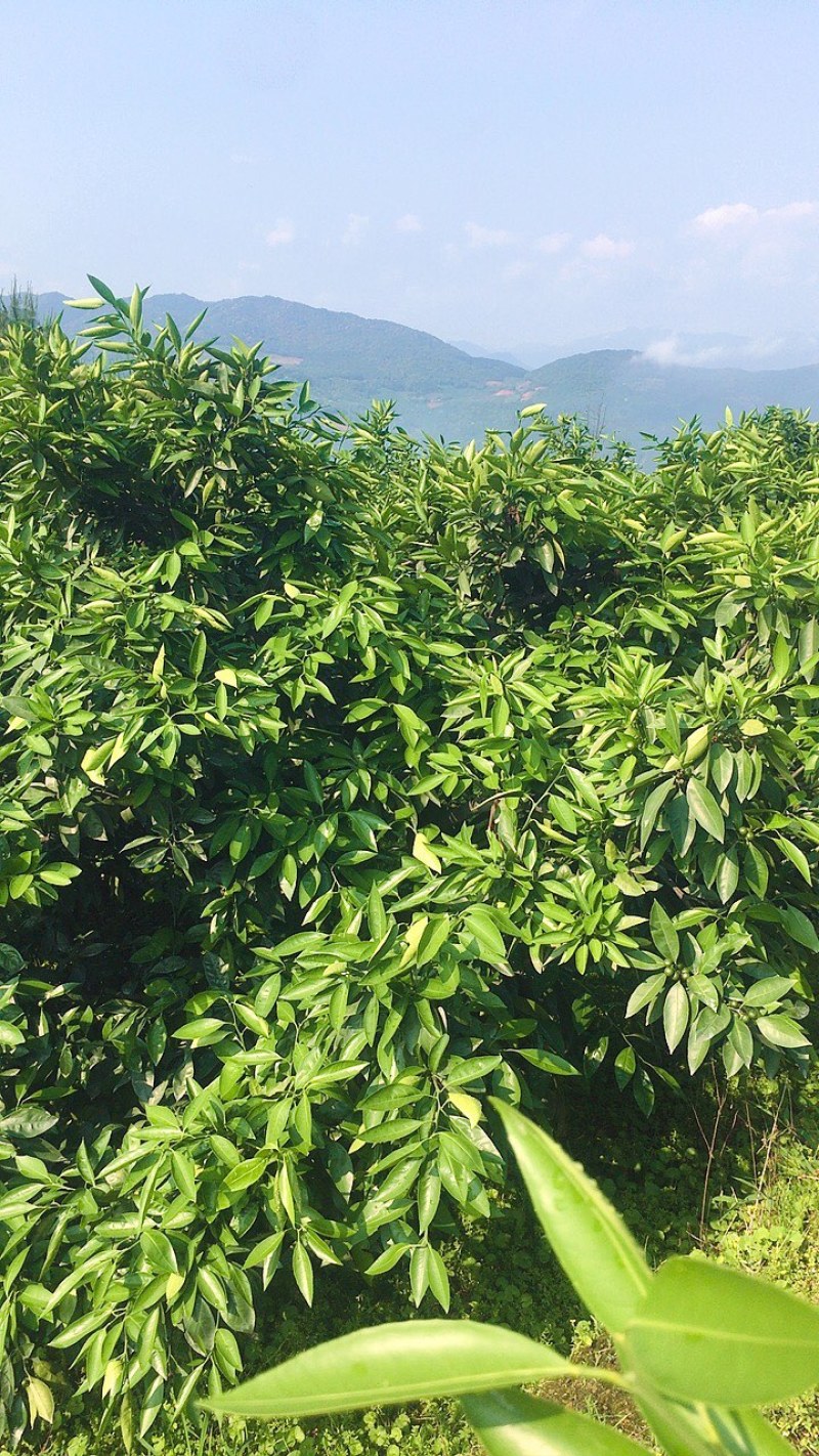 特早蜜蜜橘园入股300元/棵50%分红有批发渠道，下单