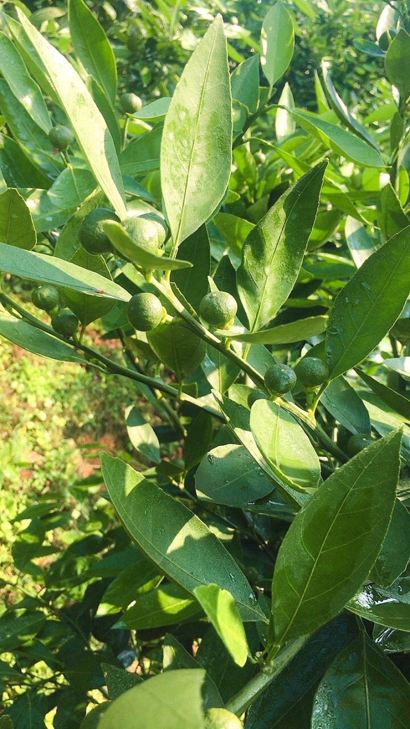 特早蜜蜜橘园入股300元/棵50%分红有批发渠道，下单