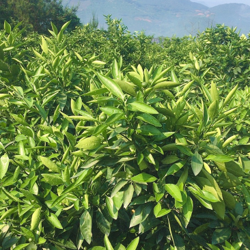 特早蜜蜜橘园入股300元/棵50%分红有批发渠道，下单