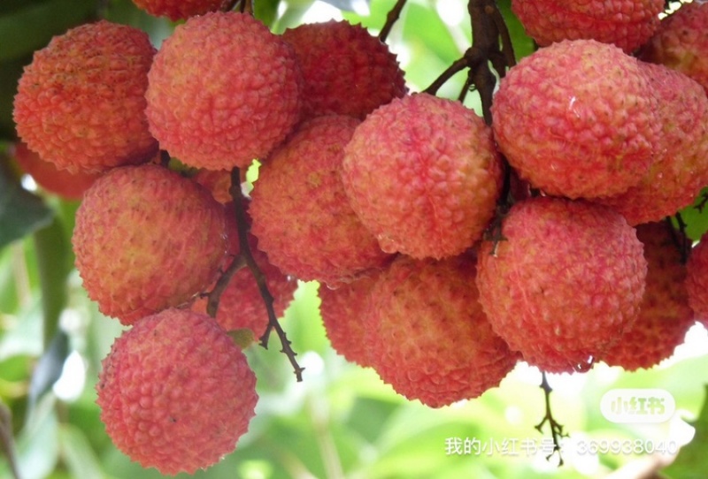 广州增城桂味荔枝