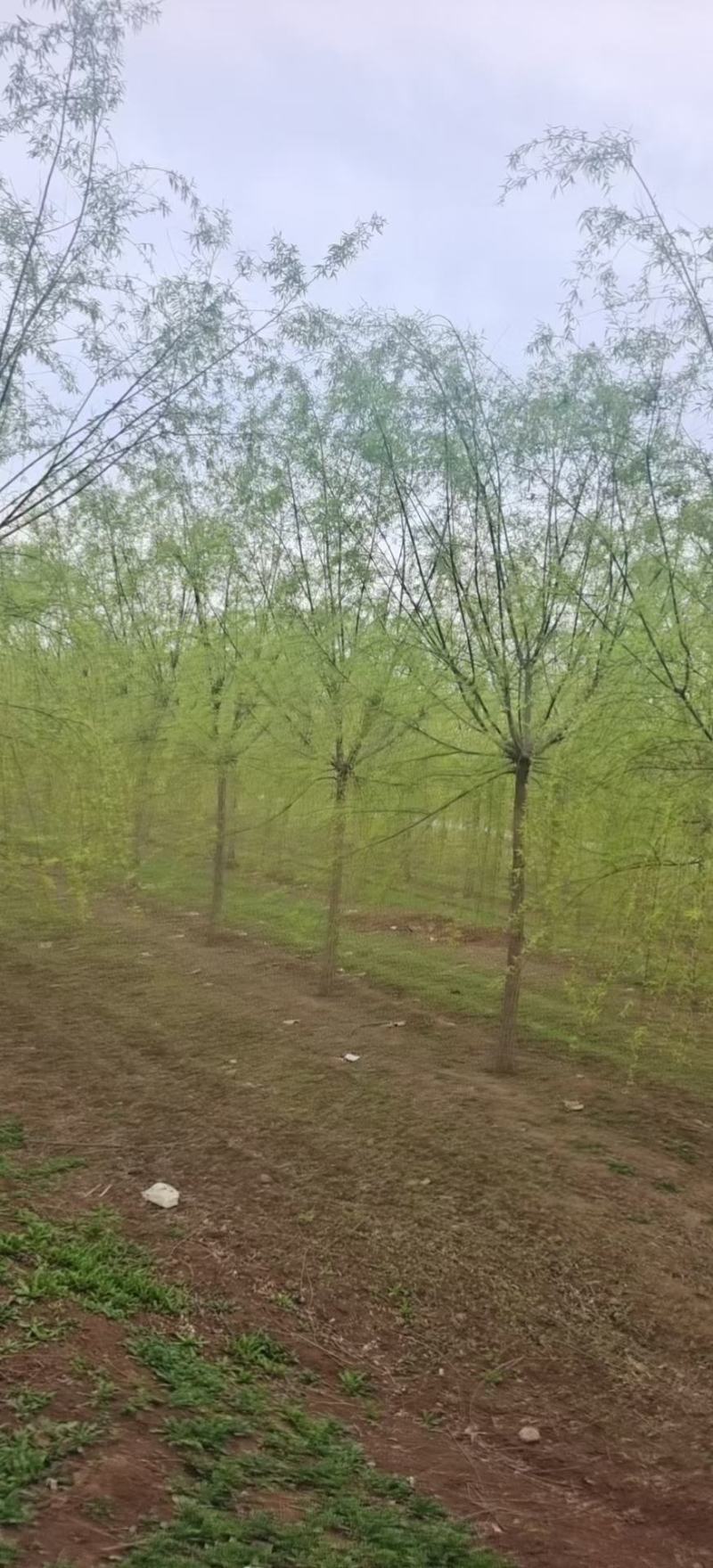 垂柳各种规格