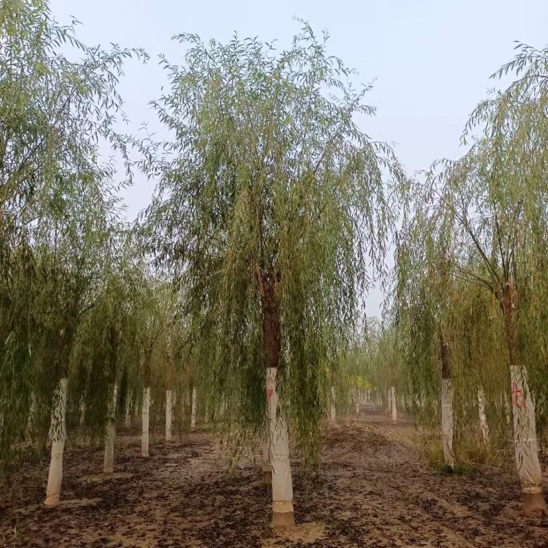 垂柳各种规格