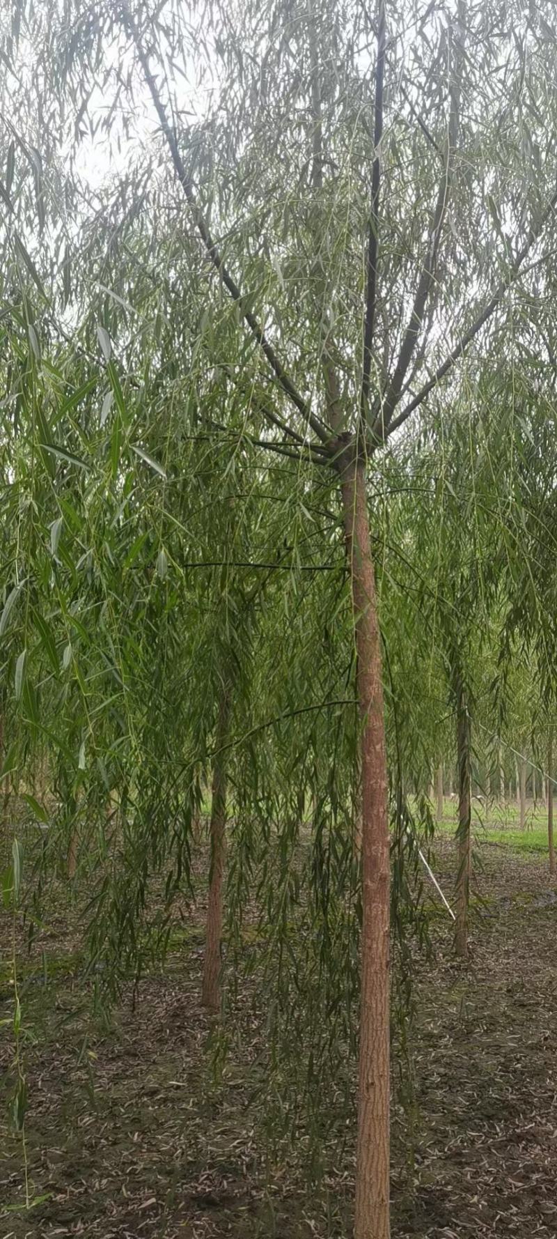 垂柳各种规格